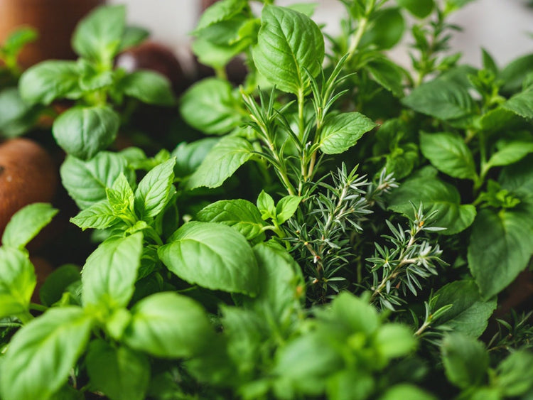 Herb Plants