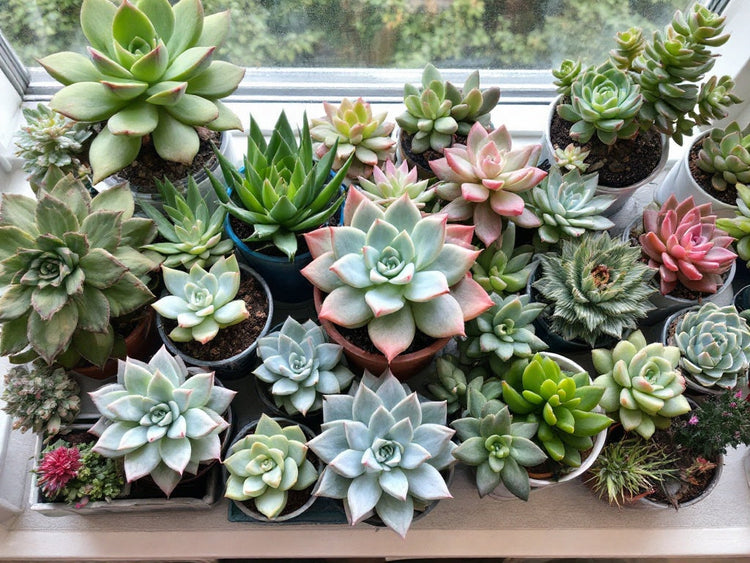 Succulent Plants