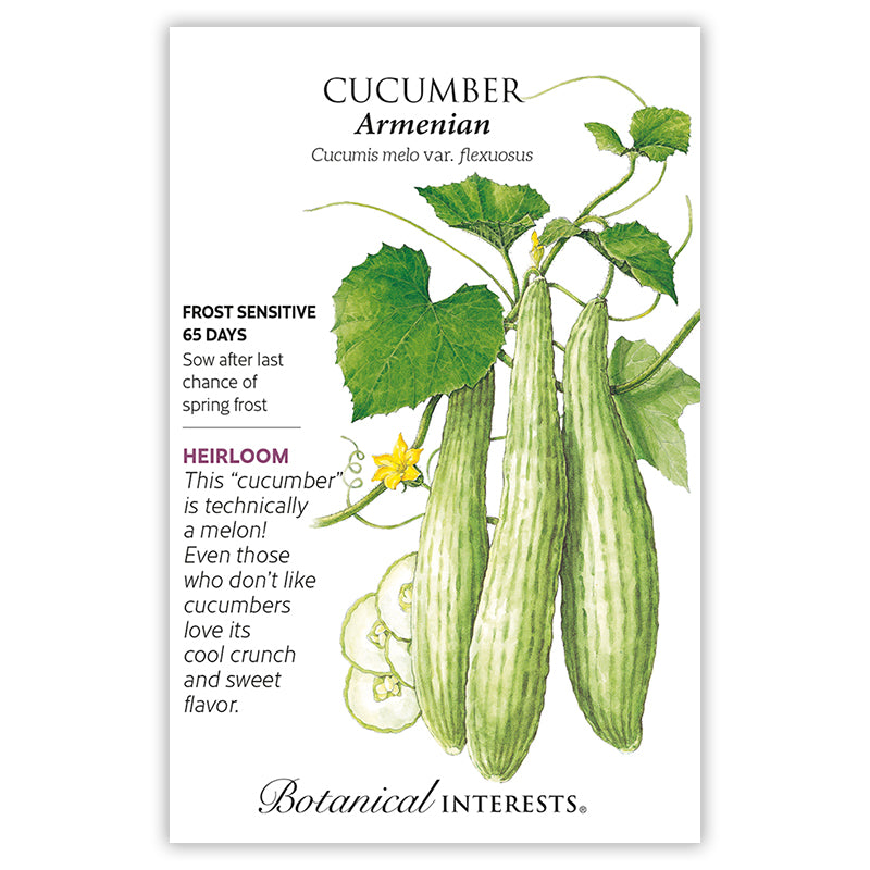 Cucumber Armenian