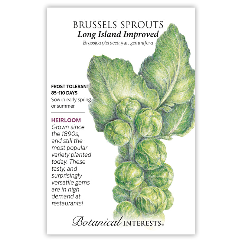 Brussels Sprouts Long Island Improved