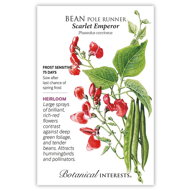 Bean Pole Runner Scarlet Emperor