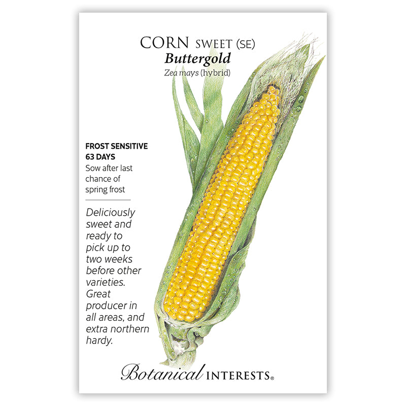 Corn Sweet Yellow Buttergold