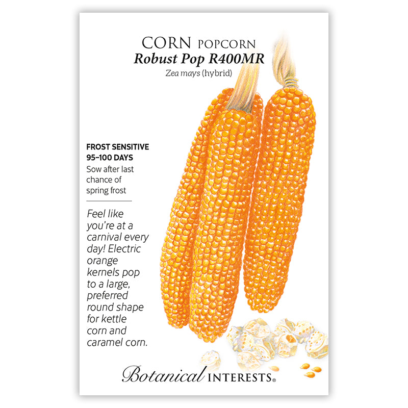 Corn Popcorn Robust Pop Hybrid