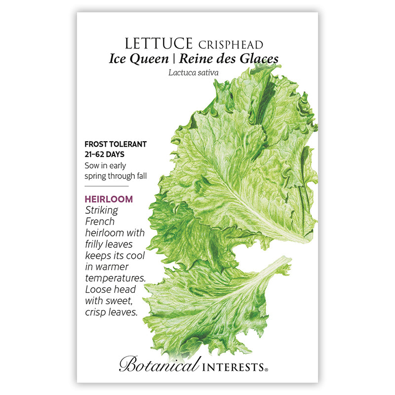 Lettuce Crisphead Ice Queen