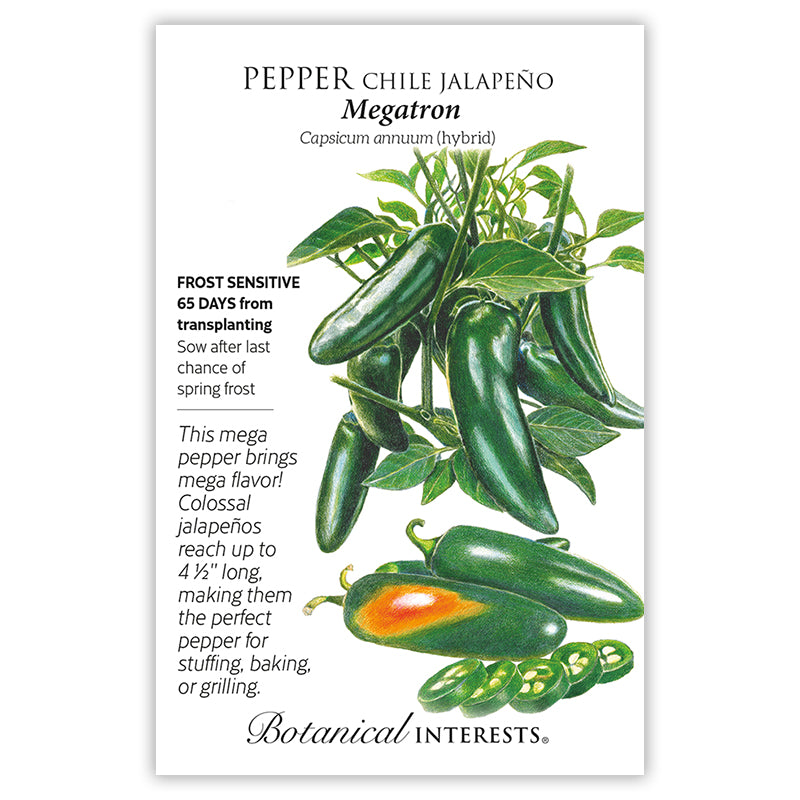 Pepper Chile Jalapeno Megatron Hybrid
