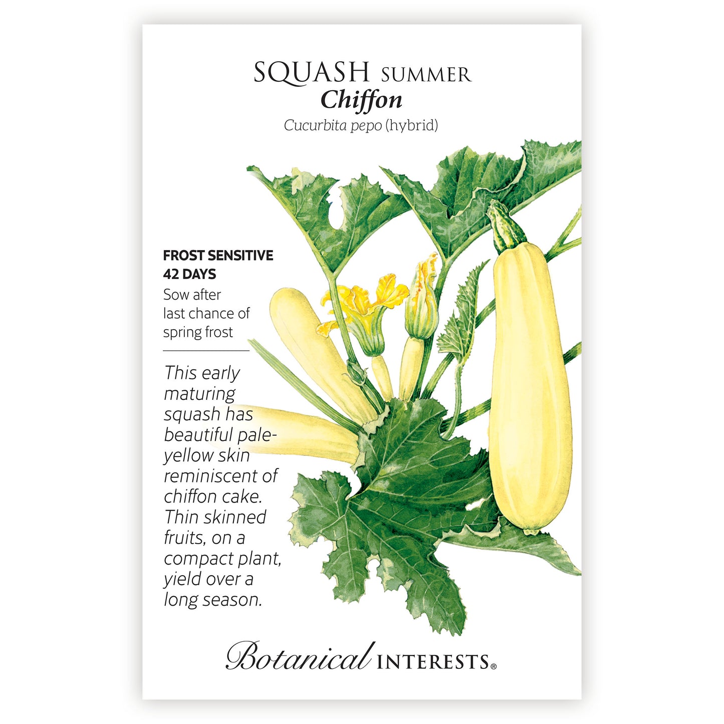 Squash Summer Chiffon Hybrid