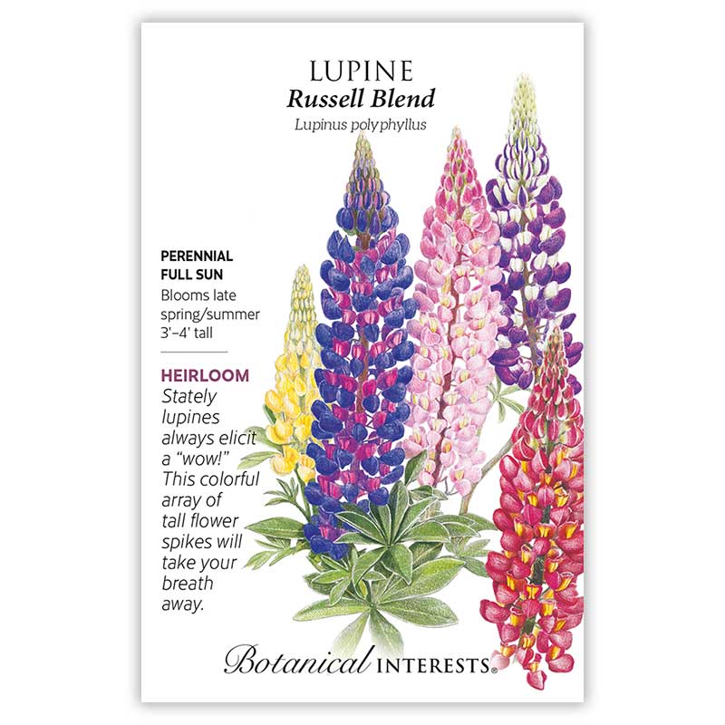 Lupine Russell Blend