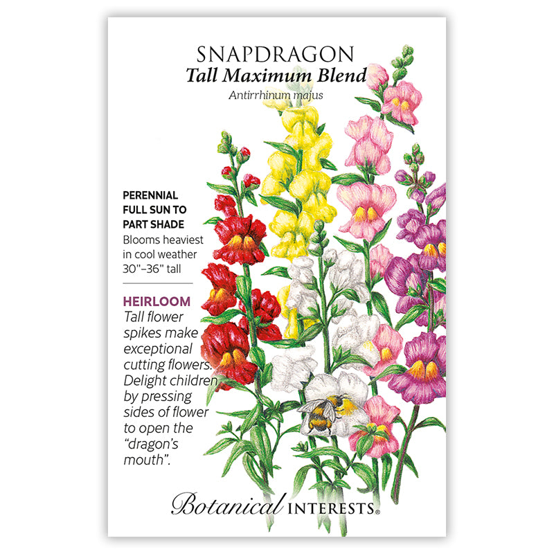 Snapdragon Tall Maximum