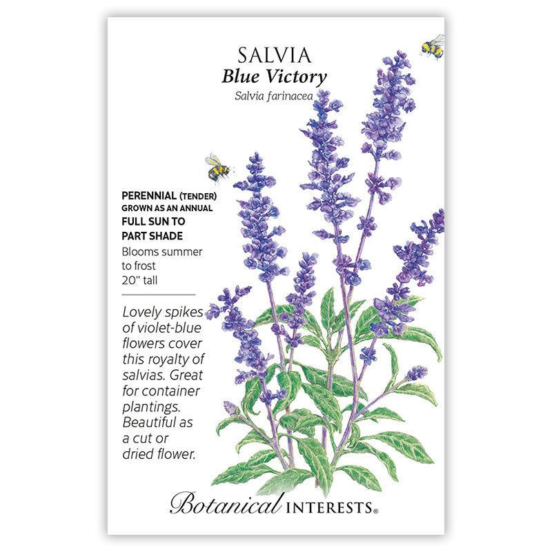 Salvia Blue Victory