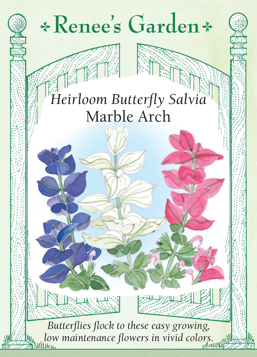 Salvia Marble Arch