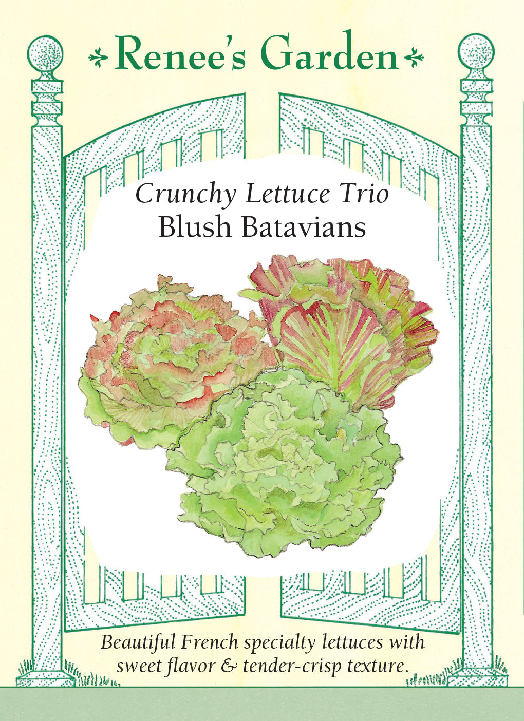 Lettuce Blush Batavian Trio