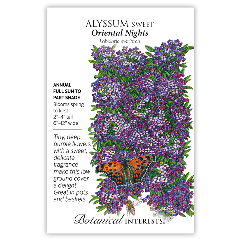 Alyssum Oriental Night
