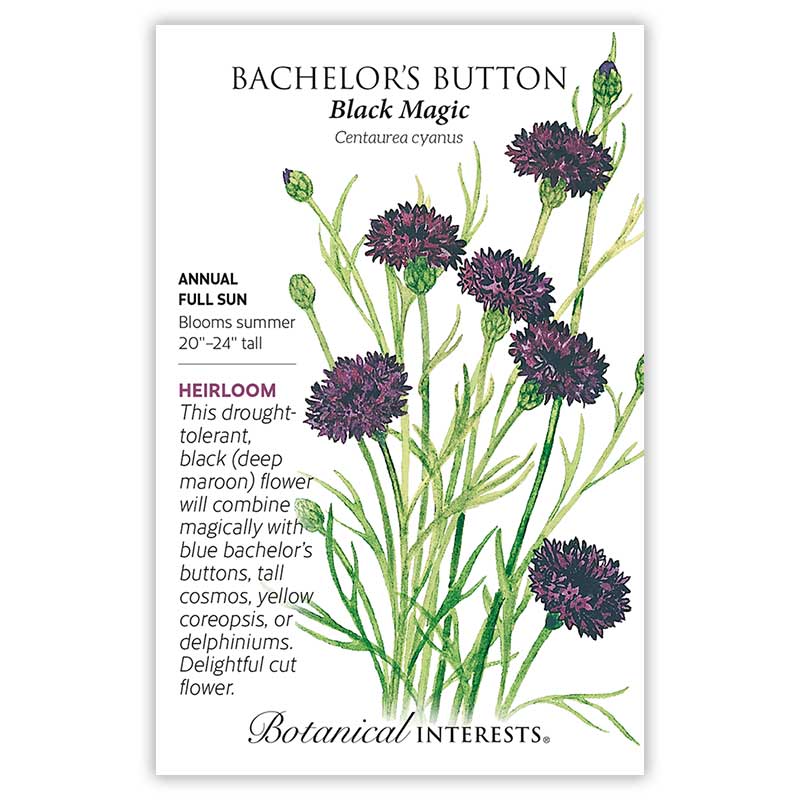Bachelor Button Black Magic