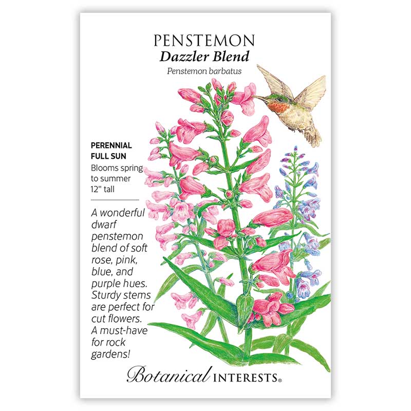 Penstemon Dazzler Blend