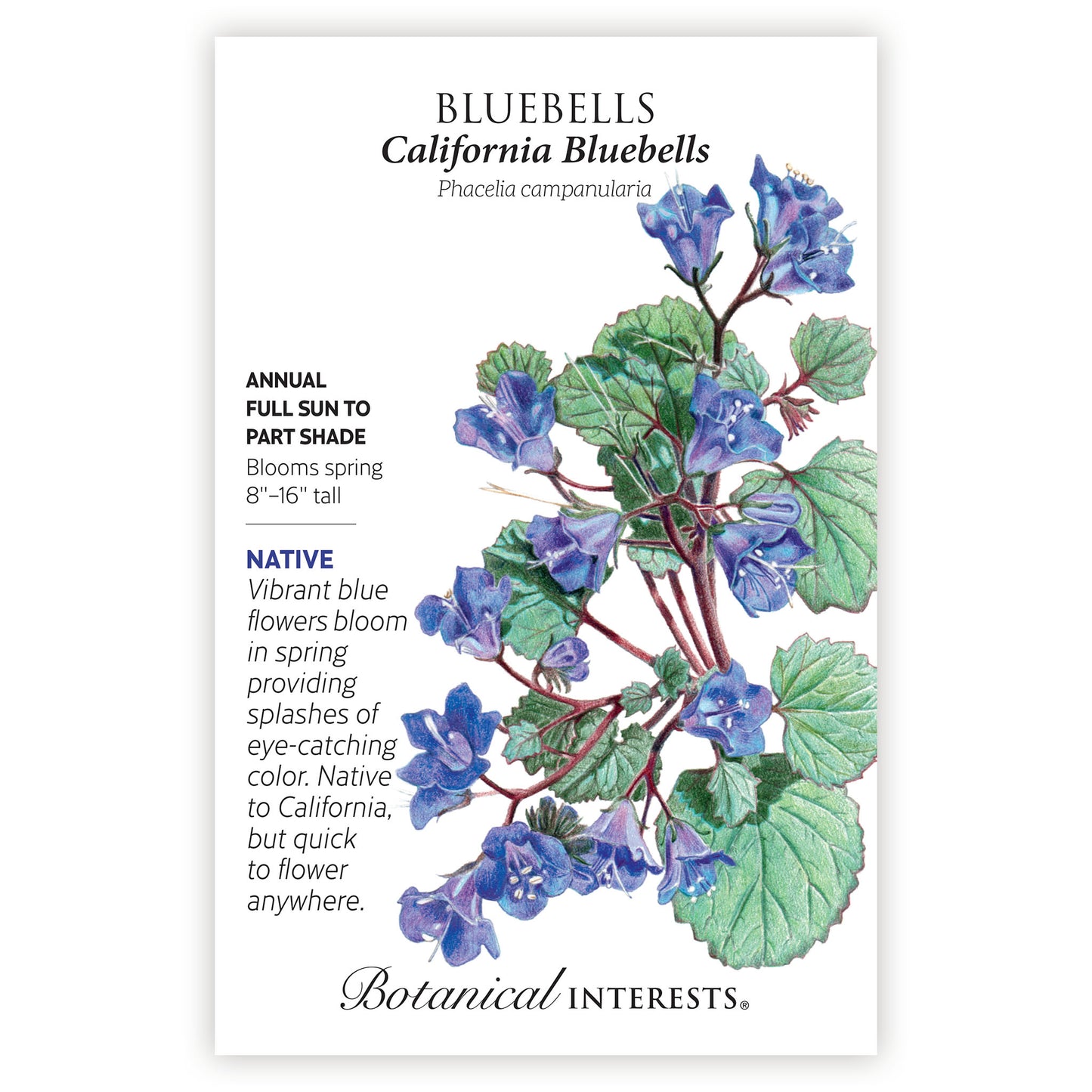 Bluebells California
