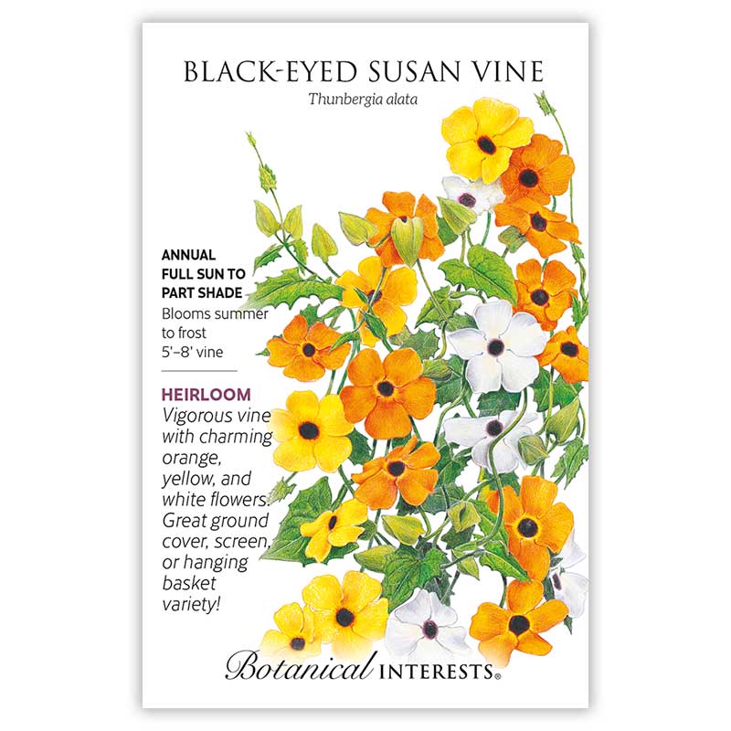 Black Eyed Susan Vine