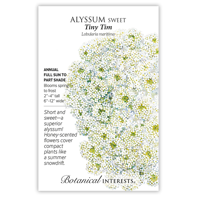 Alyssum Tiny Tim