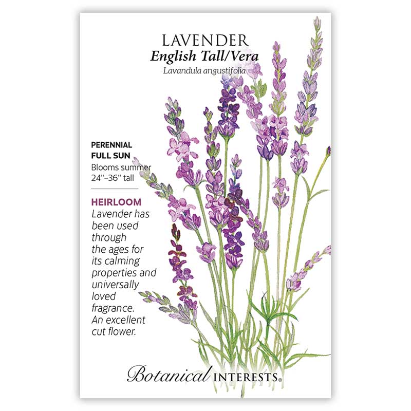 Lavender English Tall Vera
