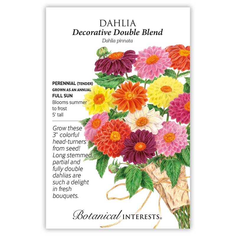Dahlia Decorative Double Blend