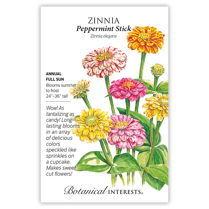 Zinnia Peppermint Stick