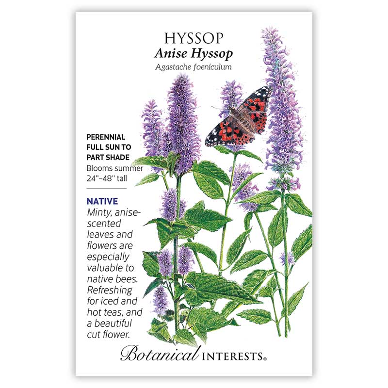 Hyssop Anise
