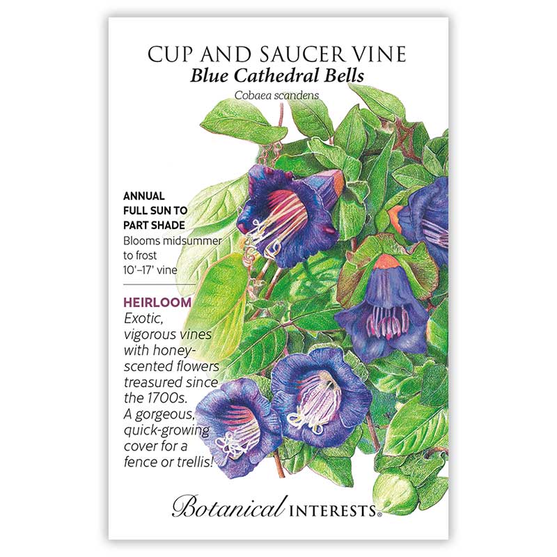 Cup Saucer Vine Blue Cathedral