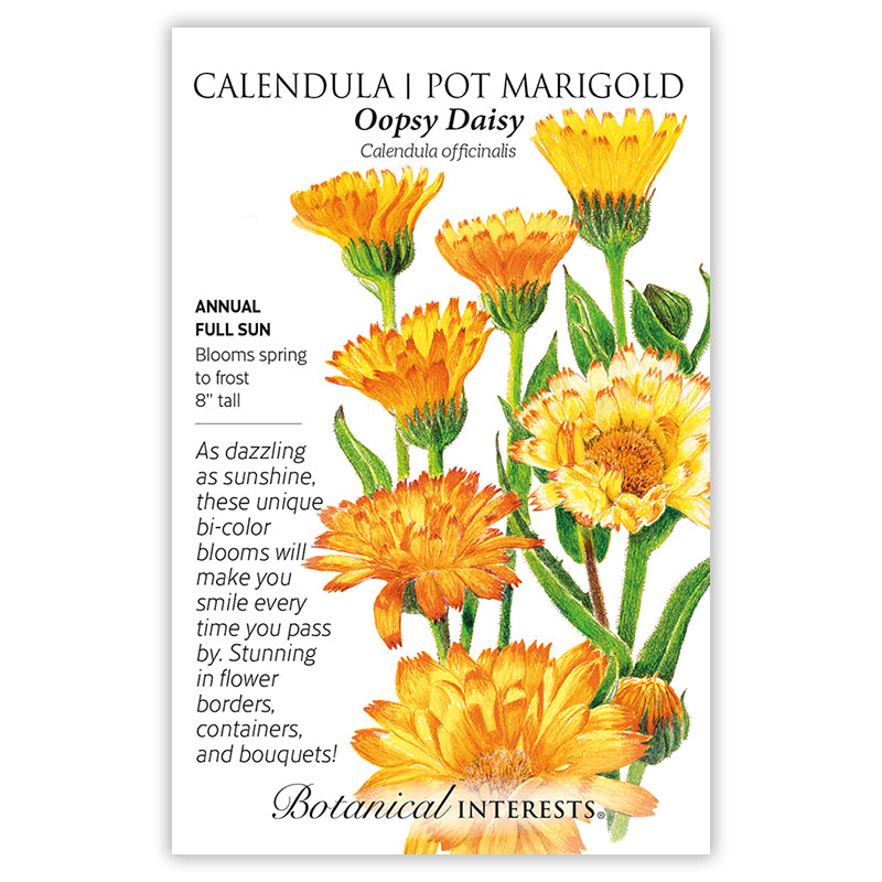 Calendula Oopsy Daisy