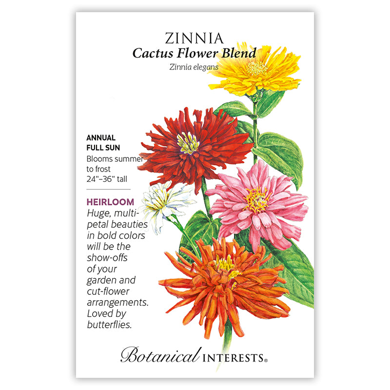 Zinnia Cactus Flower Blend