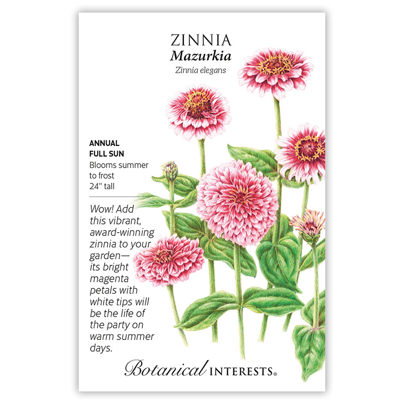 Zinnia Mazurkia