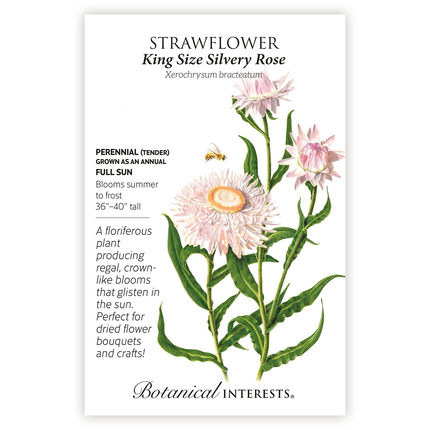 Strawflower King Size Silvery Rose