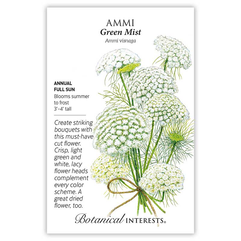 Ammi Green Mist