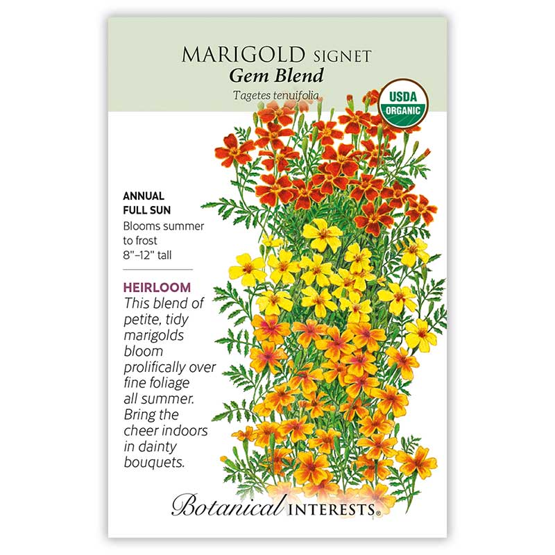 Marigold Signet Gem Blend