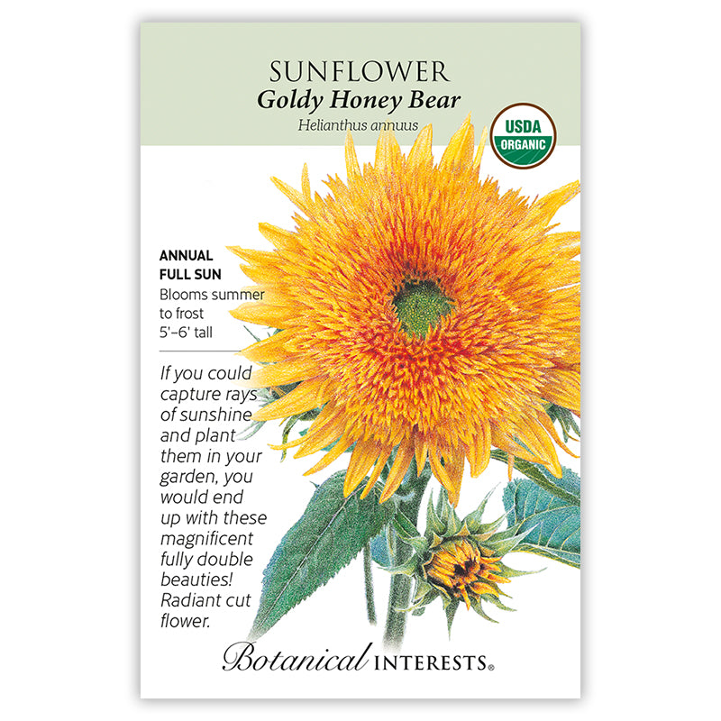 Sunflower Goldy Honey Bear Organic