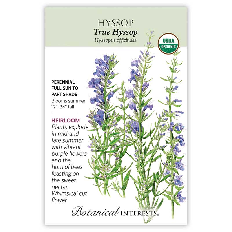 Hyssop True Organic