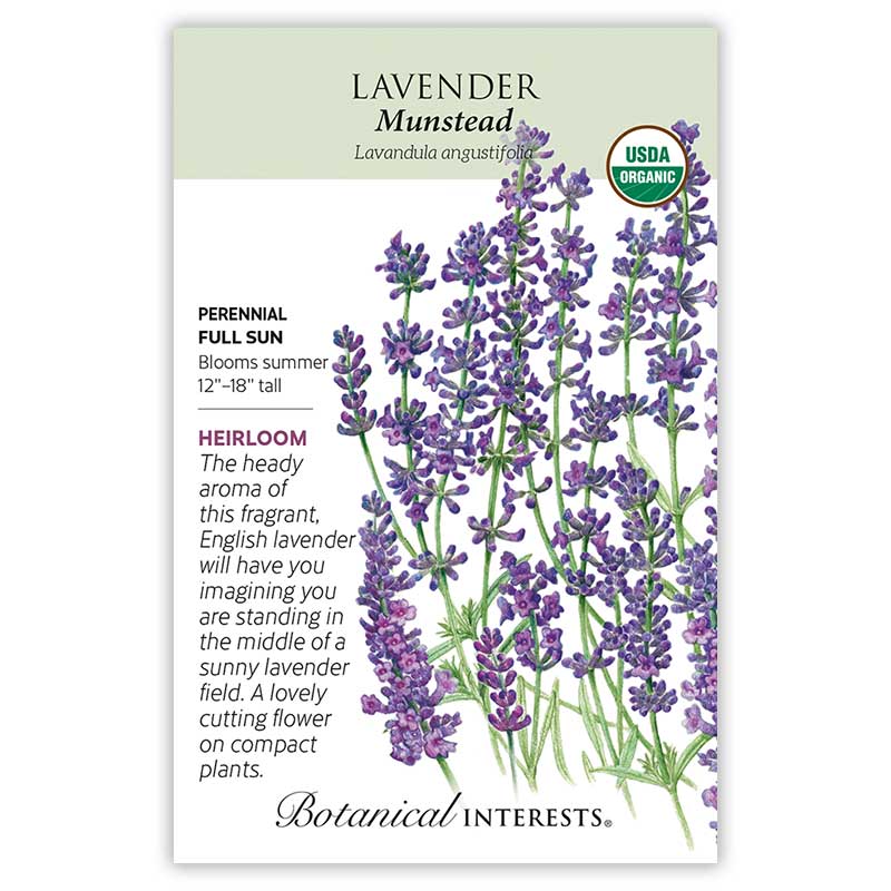 Lavender Dwarf Munstead Organic