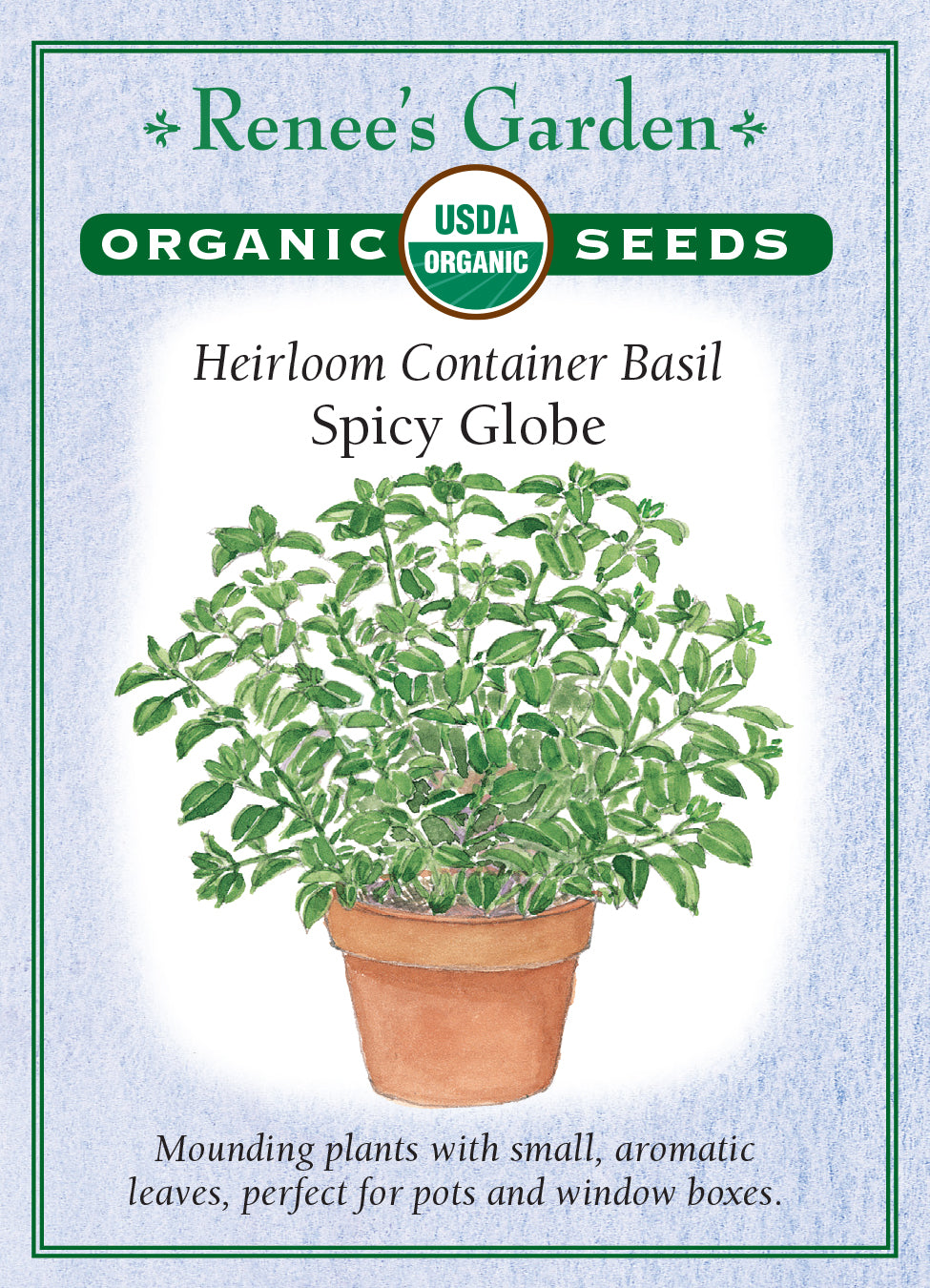 Basil Spicy Globe Organic