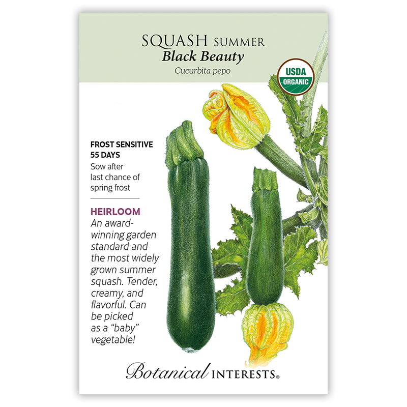 Squash Summer Black Beauty Organic