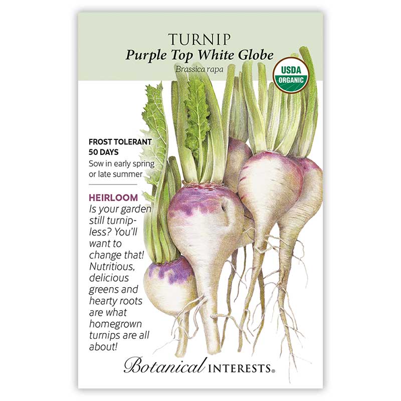 Turnip Purple Top White Globe