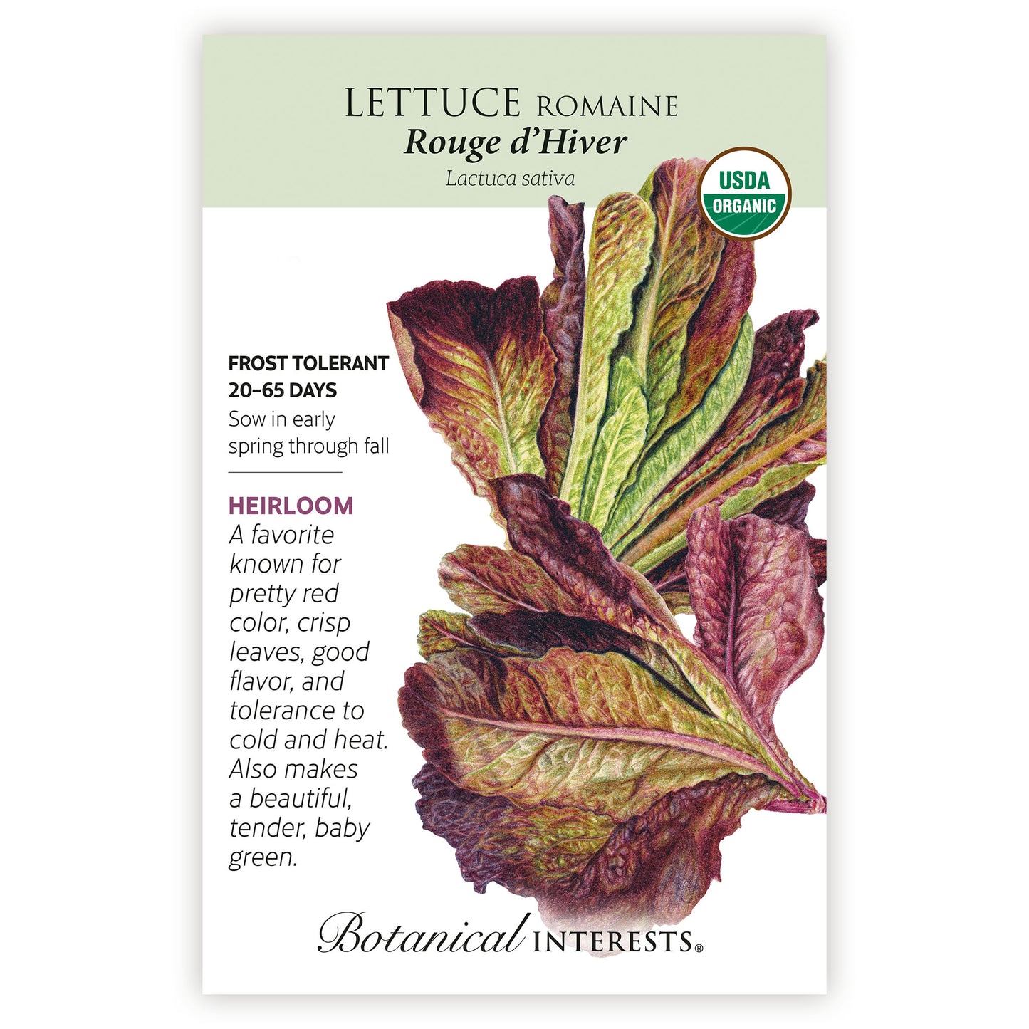 Lettuce Rouge d'Hive Organic