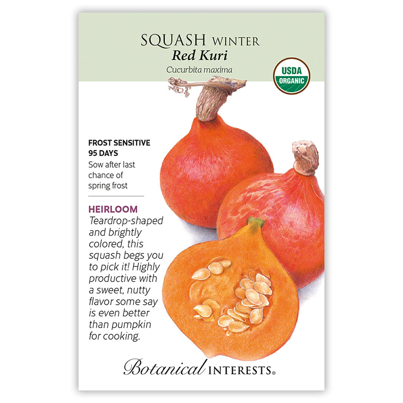Squash Winter Red Kuri Organic