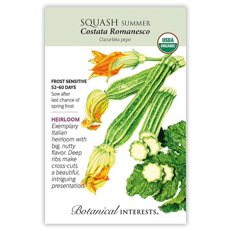 Squash Summer Costata Organic