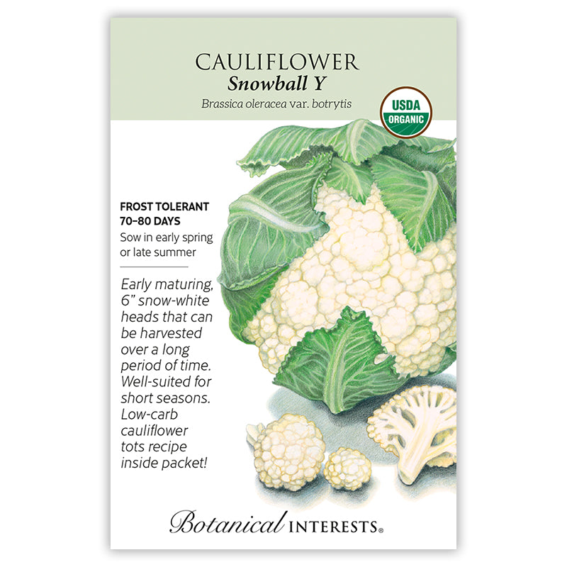 Cauliflower Snowball Y Organic