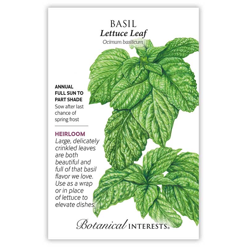 Basil Lettuce Leaf