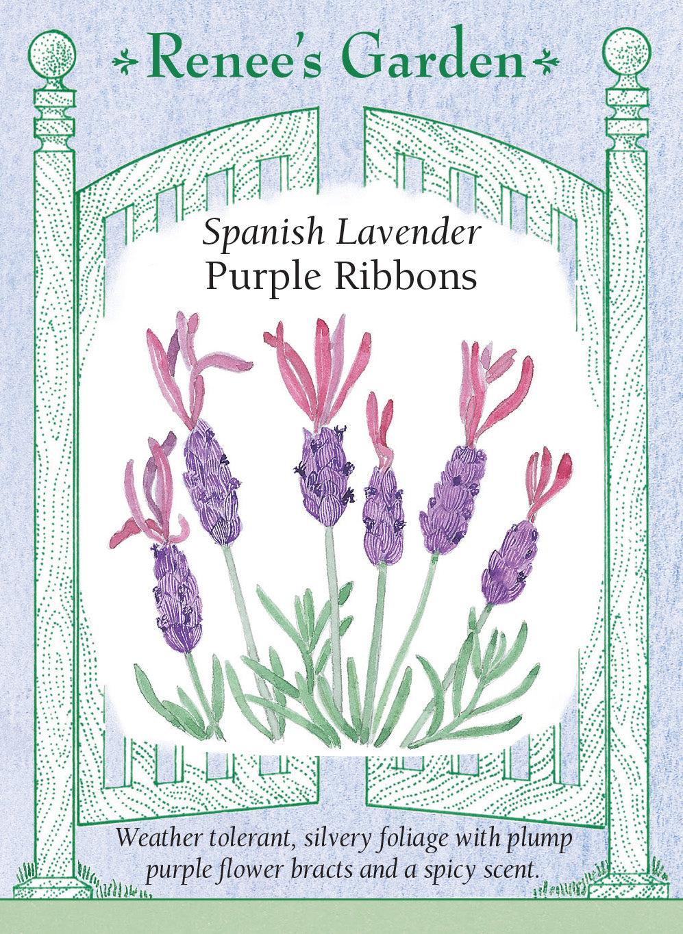 Lavender Purple Ribbons Spanish