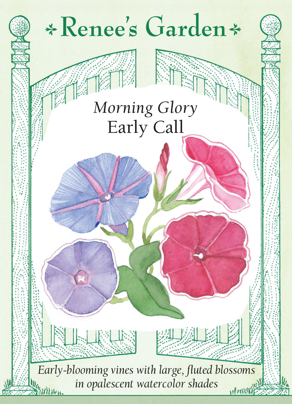Morning Glory Early Call