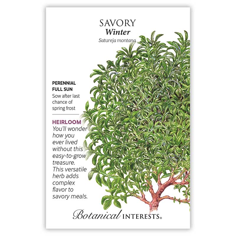 Savory Winter