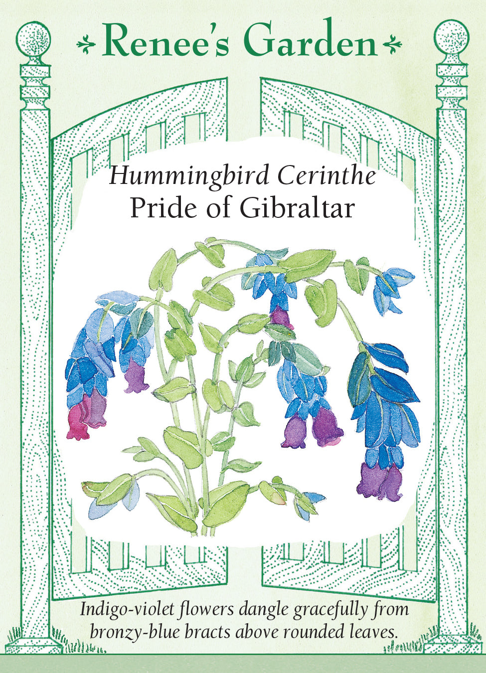 Cerinthe Pride of Gibraltar