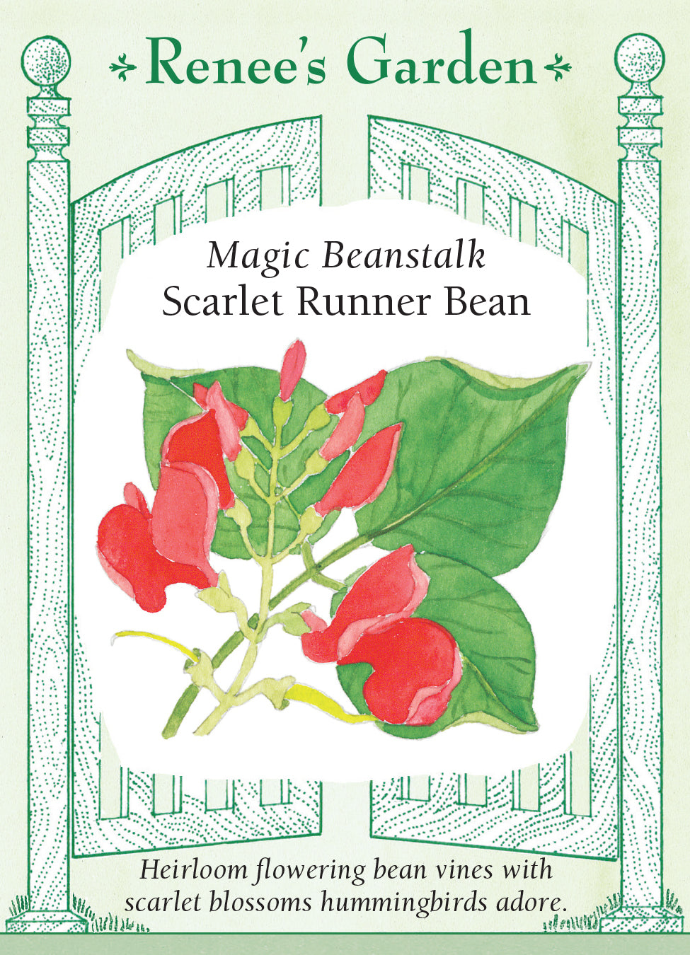Runner Beans Magic Beanstalk