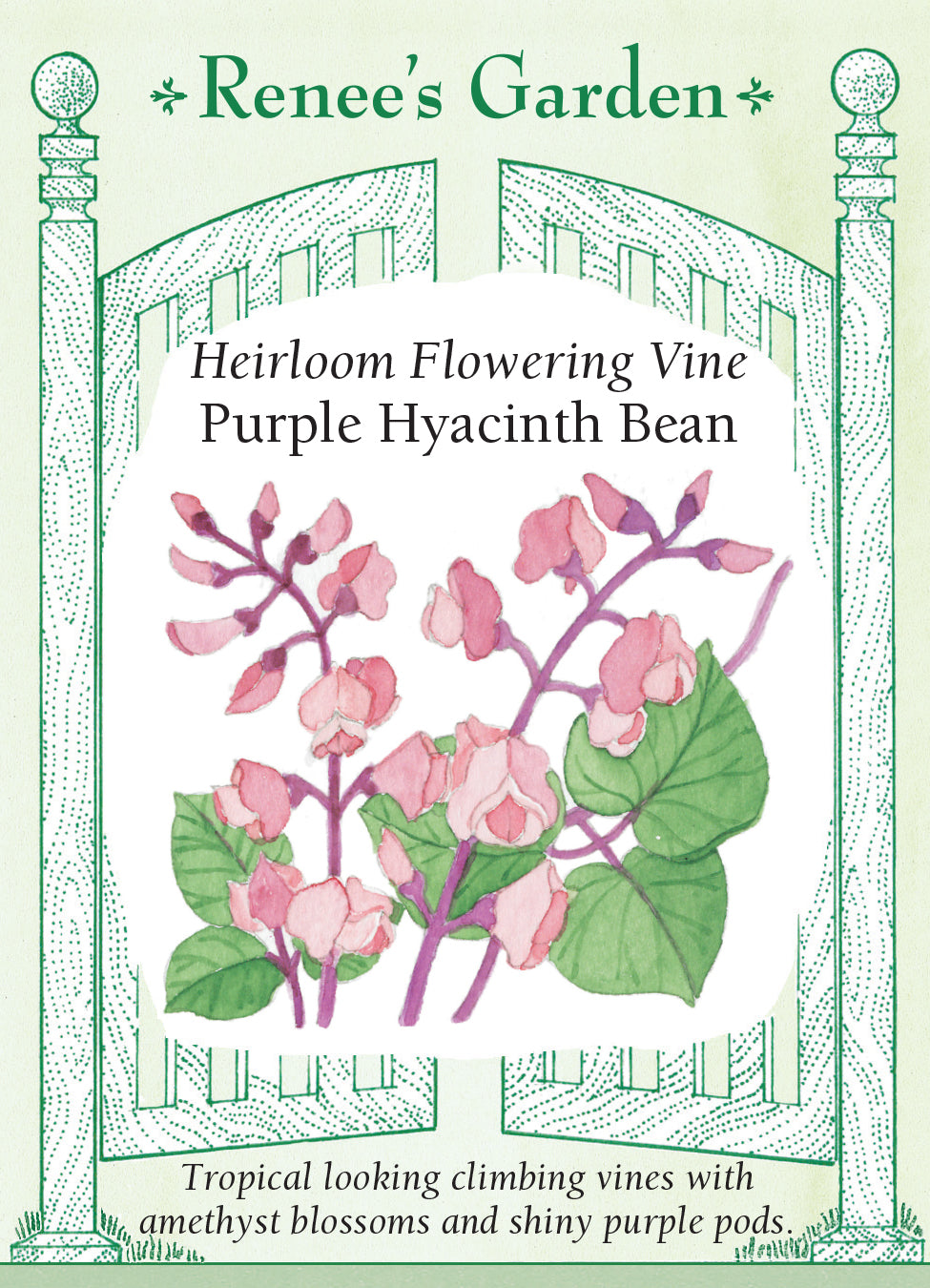 Hyacinth Bean Vine Purple