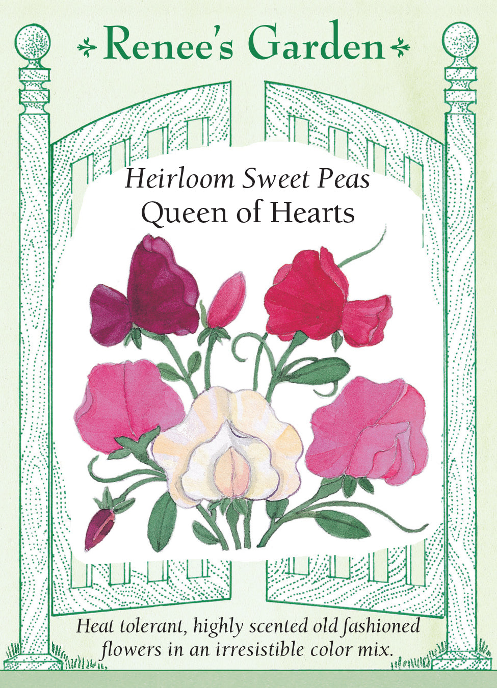 Sweet Pea Queen of Hearts
